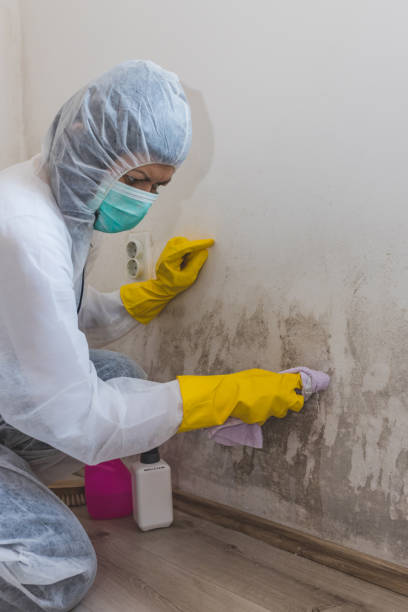 Best Mold Damage Restoration  in Borger, TX