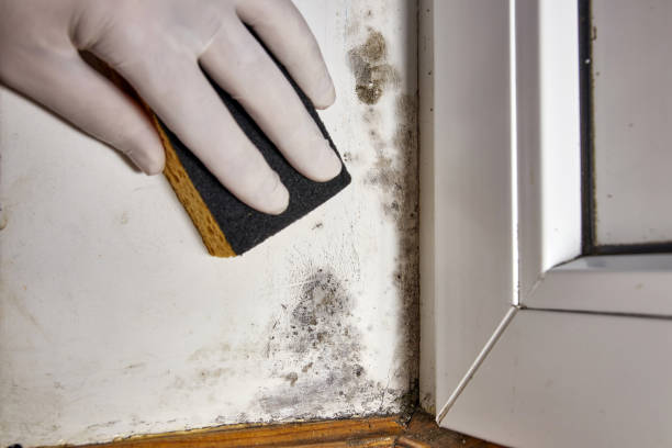 Best Air Quality Testing for Mold Spores  in Borger, TX