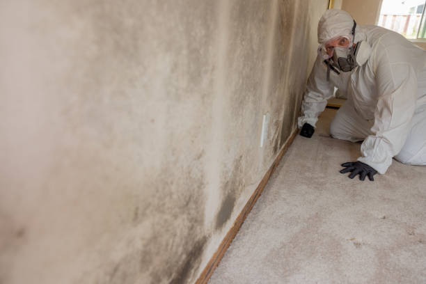 Best Basement Mold Removal  in Borger, TX